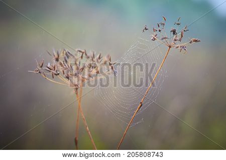 Water drops in a gossamer spider web. Natural autumn background