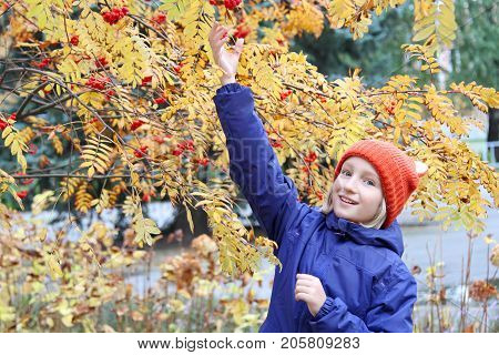 Curious kid girl collects rowan berries from the branch. Child is dressed in a funny knitted warm hat with ears, looks like a fox. Autumn, stroll in the park.