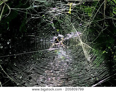 giant halloween spider web trap between trees