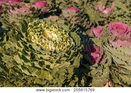 Decorative Cabbage