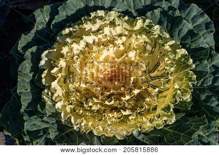 Decorative Cabbage