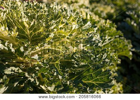 Decorative Cabbage
