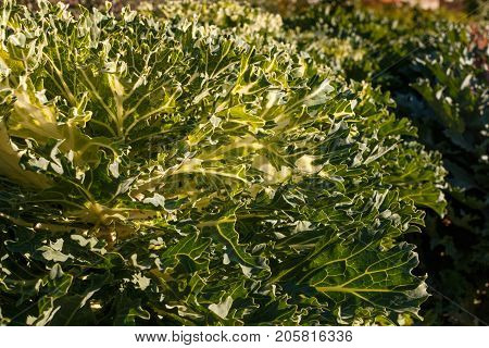 Decorative Cabbage