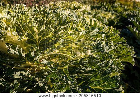 Decorative Cabbage