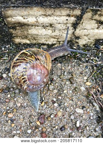 European snail (Cornu aspersum) on a rainy day
