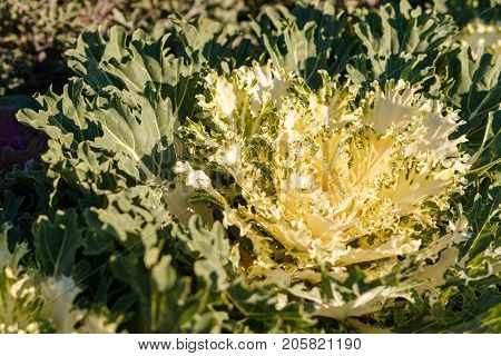 Decorative Cabbage