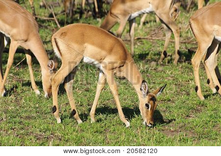 Impala