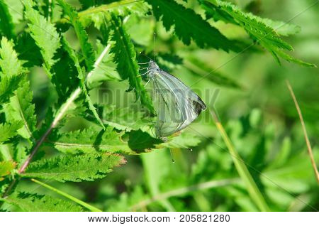 Pieris brassicae, the large white, cabbage butterfly, cabbage white, cabbage moth, large cabbage white, is a butterfly in the family Pieridae. Male and female, butterflies in the breeding season.