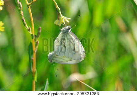Pieris brassicae, the large white, cabbage butterfly, cabbage white, cabbage moth, large cabbage white, is a butterfly in the family Pieridae. Male and female, butterflies in the breeding season.