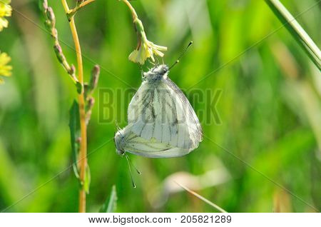 Pieris brassicae, the large white, cabbage butterfly, cabbage white, cabbage moth, large cabbage white, is a butterfly in the family Pieridae. Male and female, butterflies in the breeding season.