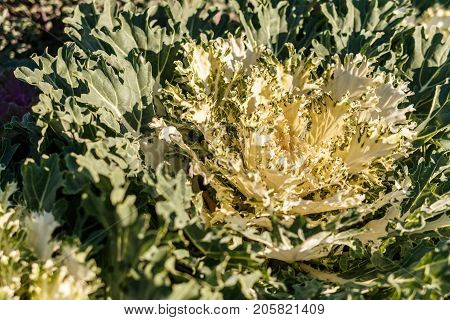 Decorative Cabbage