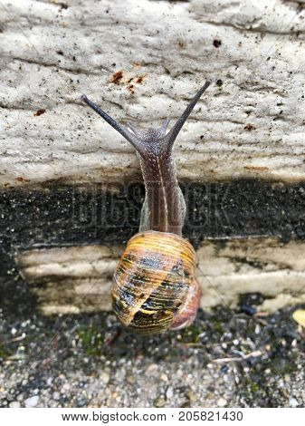 European snail (Cornu aspersum) on a rainy day