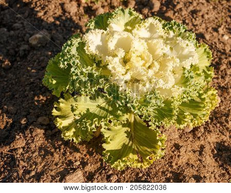 Decorative Cabbage