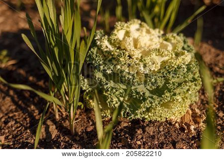 Decorative Cabbage