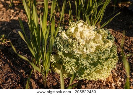 Decorative Cabbage