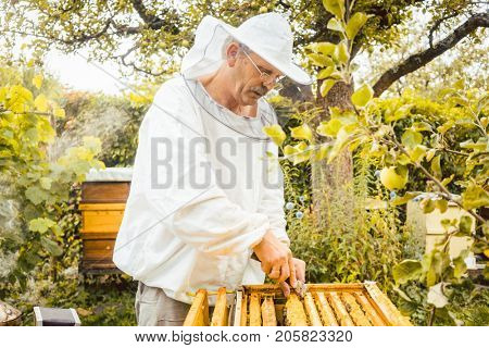 Beekeeper checking his bees in beehouse