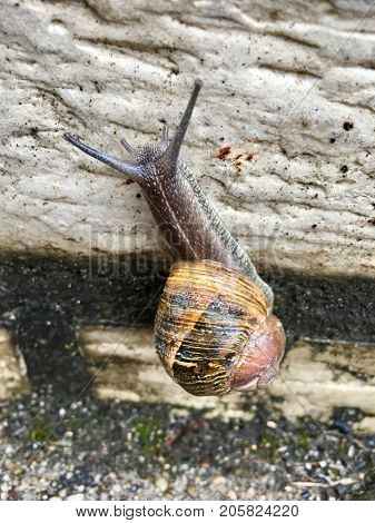 European snail (Cornu aspersum) on a rainy day