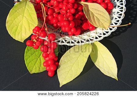 branches with red ripe schisandra and leaves on the plate on the dark background