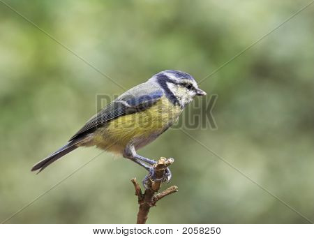 Blå Tit - Parus Caeruleus