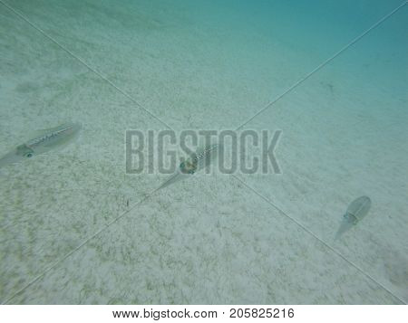 Octopus Swimming In The Sea