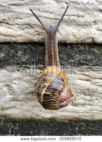 European snail (Cornu aspersum) on a rainy day