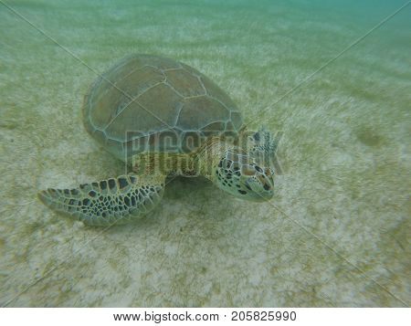 Marine Turtle In A Bay Of Mexico