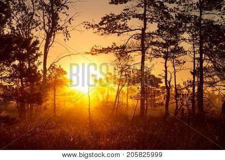 mystical foggy sunrise in a pine forest