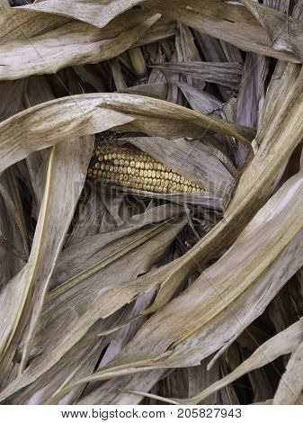 corncob amid the dry cornstalks vertical view