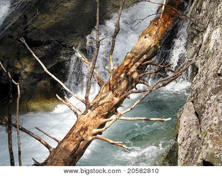 Tronc d'arbre