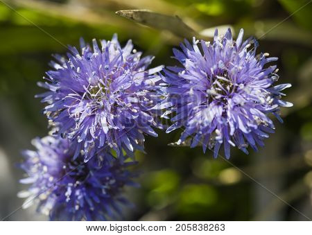 Macro photo of globularia cordifolia flower in a meadow