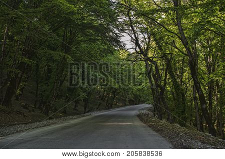 View Of Branch With Bright Summer Green Color Leaves With Blurred Forest And The Blue Sky On Backgro