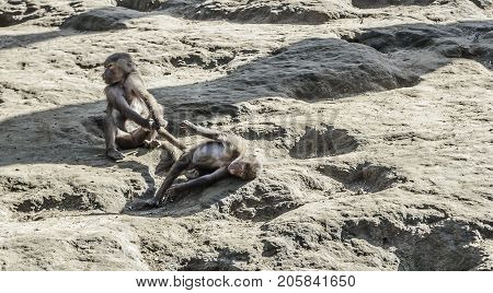 Young monkeys play with each other in nature.