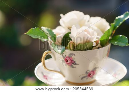 white roses in the cup