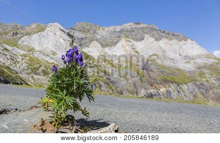 Violet flower (Aconitum napellus) on the the side of the road to the glacial Circus of Troumouse one of the largest from the Europe.