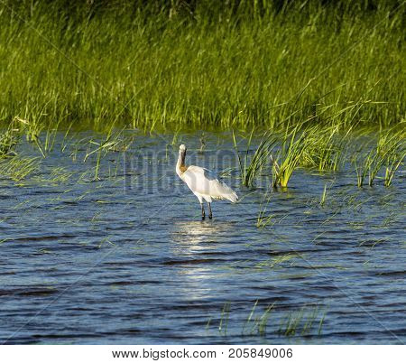 the royal spoonbill is a large bird with its beak the shape of a large spoon