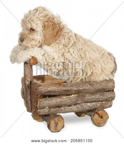 Cute dog puppy driving wooden car