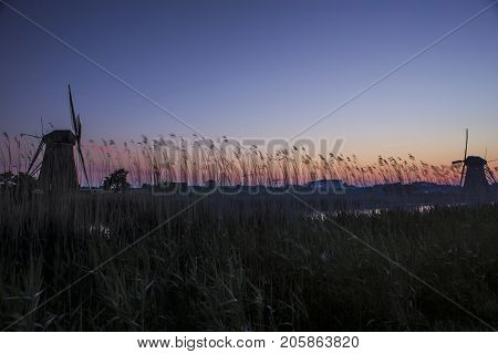 National Historic Dutch Windmill In Front of The Canal and Ears of Wheat Located in Traditional Village in Holland The Netherlands. Shot at Kinderdijk During Golden Hour. Horizontal Image Orientation