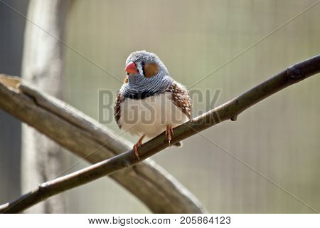 this is a close up of a zebra finch