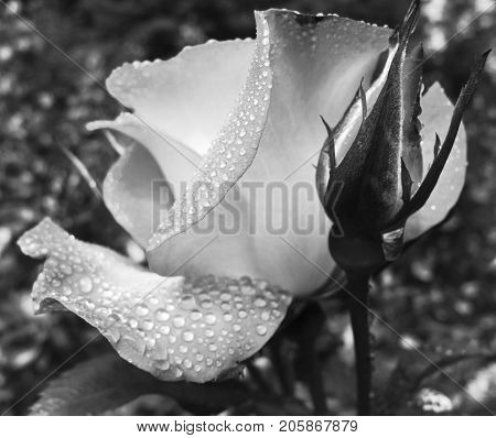 A dew covered rose with powerful dimension on a sunny summer day at Shore Acres State Park on Oregon's Central Coast.