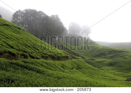 Pól plantacji herbaty Cameron Highlands