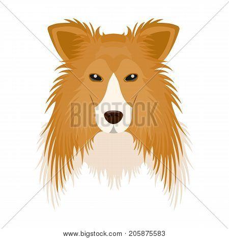 Dog, Collie breed, Scottish Shepherd. Muzzle Collie single icon in cartoon style vector symbol stock illustration .