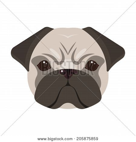 Breed of a dog, a pug.Pug's muzzle single icon in cartoon style vector symbol stock illustration .