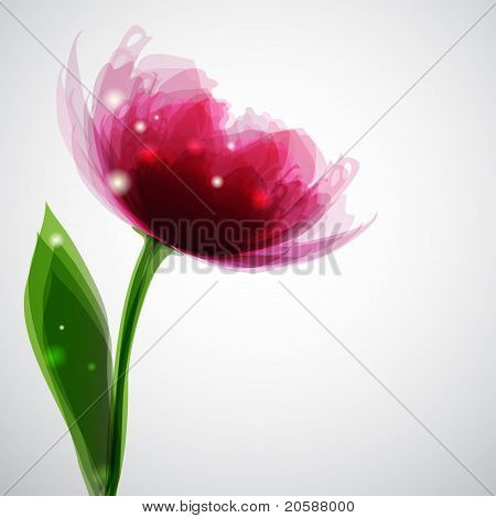 Rosa peonia