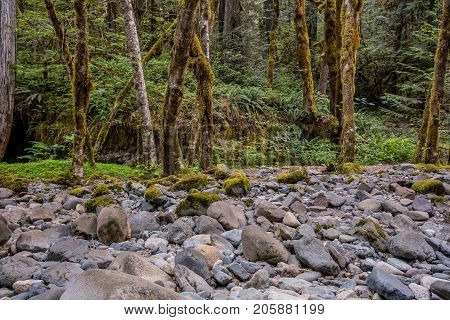 Rocks And Trees Along Brice Creek Trail