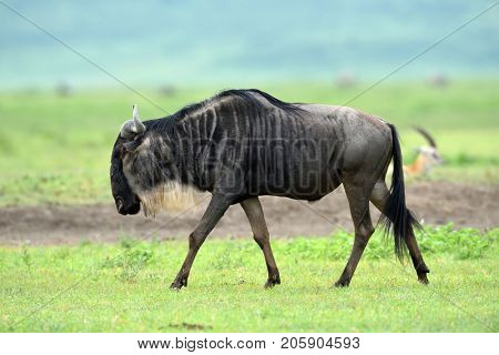 black wildebeest or white-tailed gnu (Connochaetes gnou) in Tanzania, Africa