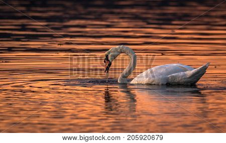 Beautiful Swan In The Water Sunset Colours