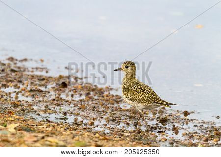 Eurasian Golden Plover Pluvialis Apricaria, On Beach With Light Background