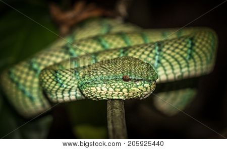 Waglers Pit Viper In Borneo, Malaysia