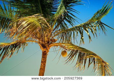 Palm tree with coconuts against the blue sky.