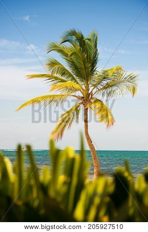 Palm tree with coconuts against the blue sky.